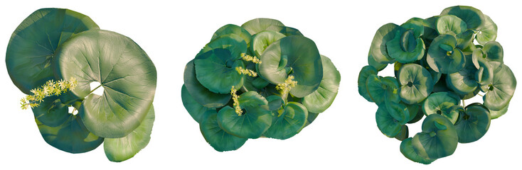 Ligularia tussilaginea Gigantea tree plan, top view, cutout, transparent background, isolate,...