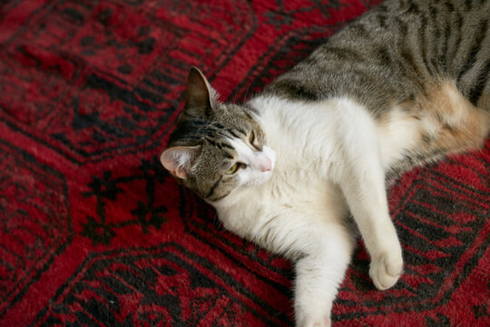 A relaxed tabby cat with white fur lying on a red patterned rug. Brussels, Belgium
