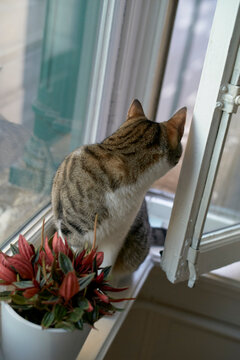 A tabby cat looks out of an open window with a potted plant nearby on the windowsill. Brussels, Belgium