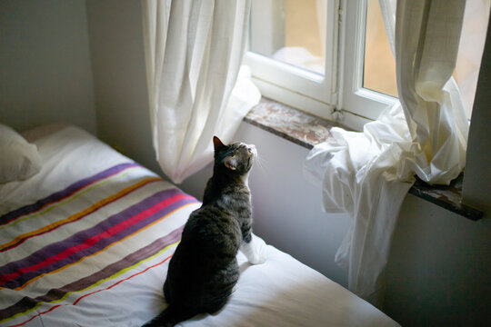 Cat sitting on bed looking out a window with gentle sunlight streaming through. Brussels, Belgium