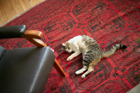 A playful tabby cat lies on an intricately patterned red rug near a black chair. Brussels, Belgium