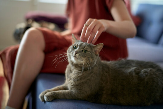 A person in red clothing gently pets a relaxed gray cat on a couch indoors. Brussels, Belgium