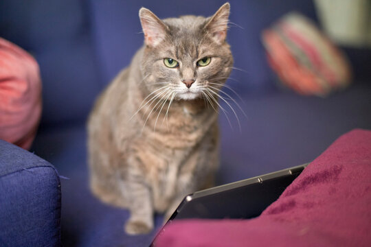 Grey cat on a blue sofa looks over a mobile device directly at the camera with an inquisitive expression. Brussels, Belgium