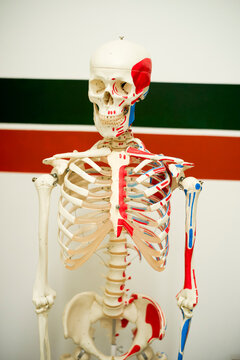 Anatomical human skeleton model with colored muscle highlights against a striped background. Brussels, Belgium