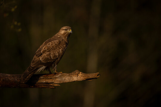 A solitary common buzzard perched on a branch against a dark, blurred natural background. Krootuse, Polva, Estonia