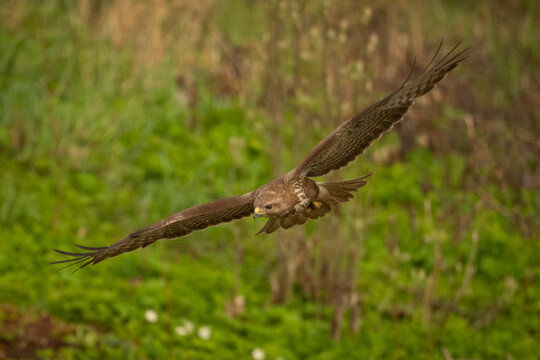 Common buzzard soars gracefully over lush green grassland, wings stretched wide. Krootuse, Polva, Estonia