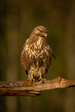 Majestic brown common buzzard perched on a branch in soft, golden sunlight. Krootuse, Polva, Estonia