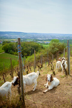 Goats resting and grazing among vineyard rows on a sunny hillside with a vast landscape view. Belgium