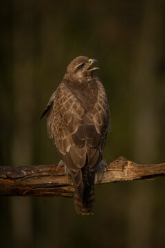 Majestic brown common buzzard perched on a branch with open beak, against a blurred forest background. Krootuse, Polva, Estonia
