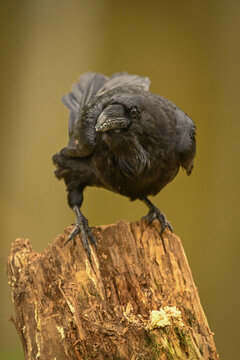 A black raven perched on a worn tree stump against a warm blurred background. Krootuse, Polva, Estonia