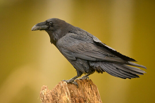 A black crow, raven perched on a wooden stump against a blurred golden background. Krootuse, Polva, Estonia