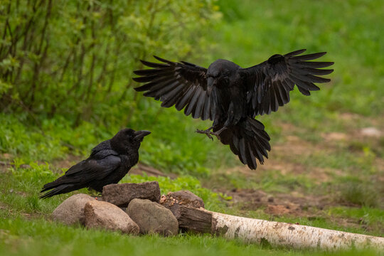 Two common raven on the grass, one crow flying, green background Krootuse, Polva, Estonia
