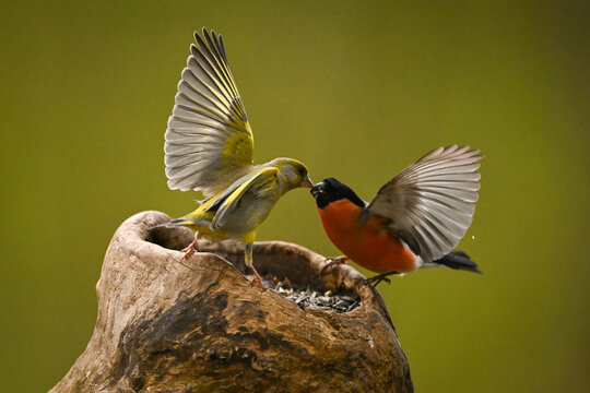 Two colorful eurasian bullfinch on a wooden perch with wings outstretched. Krootuse, Polva, Estonia