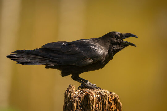 Black raven perched on a tree stump against a blurred golden background. Krootuse, Polva, Estonia
