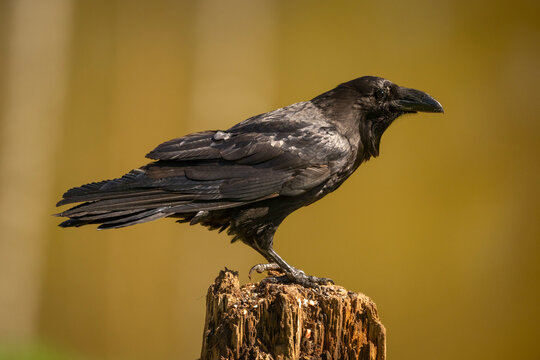 A black raven perched on a weathered wooden stump with a warm, blurred background. Krootuse, Polva, Estonia