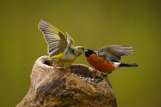 Two eurasian bullfinch with vibrant feathers interact on a wooden perch against a blurred green background. Krootuse, Polva, Estonia