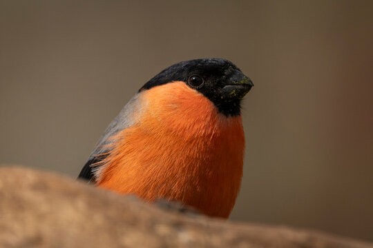 A vibrant orange and black eurasian bullfinch perched on a rock with a blurred background. Krootuse, Polva, Estonia