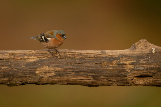 A small Eurasian chaffinch perched on a weathered branch against a blurred brown background. Krootuse, Polva, Estonia