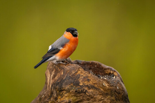 Bullfinch perched on a weathered tree stump against a vibrant green background. Krootuse, Polva, Estonia