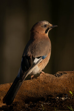 A jay perched on a log, illuminated by warm sunlight in a natural setting. Krootuse, Polva, Estonia