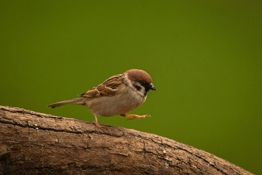 Small sparrow perched on a branch with a vibrant green background. Krootuse, Polva, Estonia