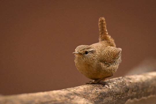 Small brown Eurasian wren perched on a branch against a soft brown background. Krootuse, Polva, Estonia
