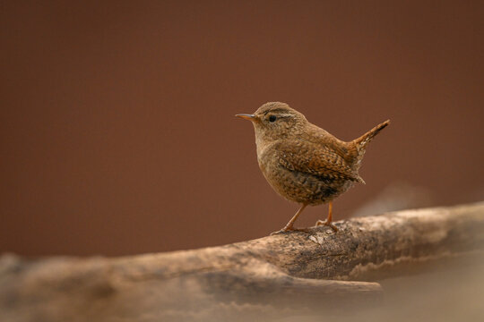 Small brown Eurasian wren perches on a tree branch against a blurred background. Krootuse, Polva, Estonia