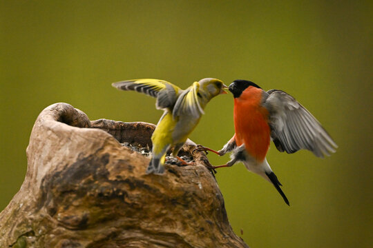 Two colorful European greenfinch engage in a lively interaction on a rustic tree bark feeder. Krootuse, Polva, Estonia