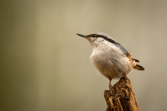 Small Eurasian nuthatch perched on a tree stump with a neutral background. Krootuse, Polva, Estonia