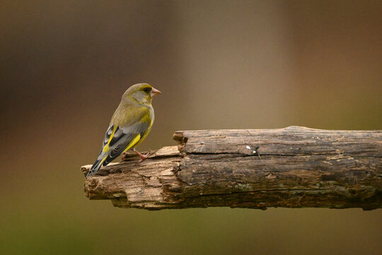 A small European greenfinch perched on a rough wooden log against a blurred brown background. Krootuse, Polva, Estonia