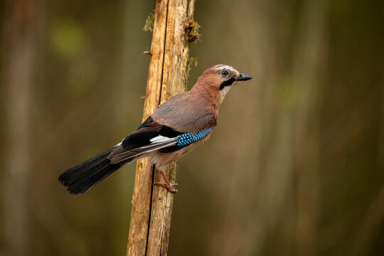 A colorful Eurasian jay perched on a tree branch in a forest setting. Krootuse, Polva, Estonia