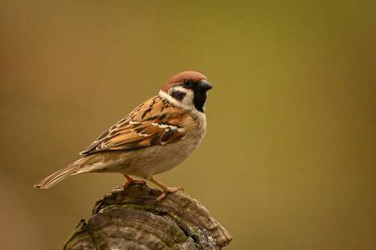 Sparrow perched on a weathered branch with a soft, blurred brown background. Krootuse, Polva, Estonia