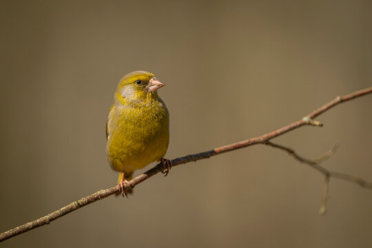 A small European greenfinch perches on a thin bare branch against a soft blurred background. Krootuse, Polva, Estonia
