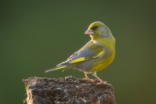 A small European greenfinch perched on a weathered tree stump against a soft green background. Krootuse, Polva, Estonia