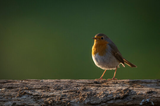 A small European robin with orange chest stands on a tree branch against a green background. Krootuse, Polva, Estonia