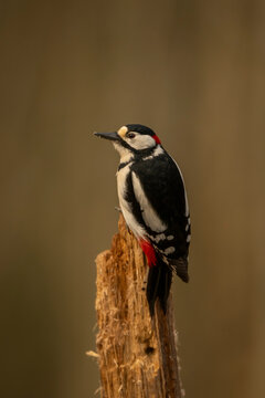 Great spotted woodpecker perched on a tree stump against a blurred brown background. Krootuse, Polva, Estonia