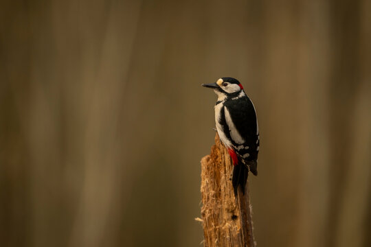 Woodpecker perched on a broken tree branch against a blurred natural background. Krootuse, Polva, Estonia