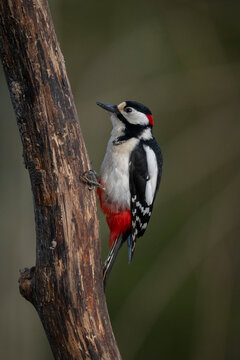 Great spotted woodpecker perched on a tree trunk with a blurred green background.  Krootuse, Polva, Estonia