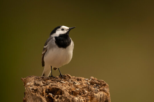A small White wagtail perches on a weathered tree stump against a blurred background. Krootuse, Polva, Estonia