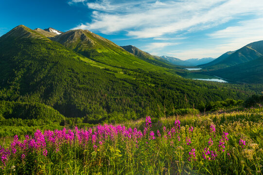 Vibrant pink wildflowers bloom with lush green mountains and a clear blue sky in the background. South Central Alaska, USA