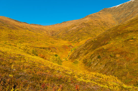 Vibrant autumn landscape with rolling hills under a clear blue sky. South Central Alaska, USA