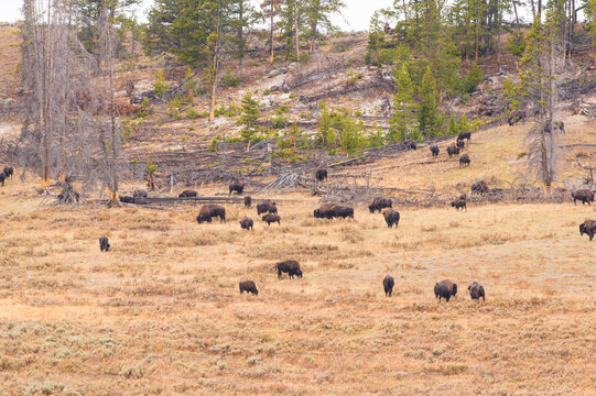 Large herd of bison grazing in a vast, grassy field with sparse trees on a hillside. Wyoming, USA
