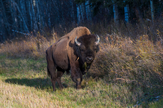 Bison grazing along a grassy path in a forested area during daylight. British Columbia, Canada