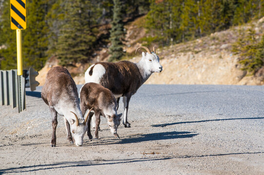 Bighorn sheep grazing on roadside gravel with trees in the background under bright sunlight. British Columbia, Canada
