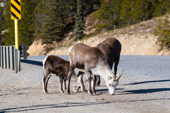 Three mountain goats grazing by a roadside in a forested area on a sunny day. British Columbia, Canada