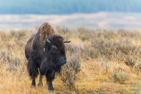 A lone bison stands in a vast grassy field at the edge of a forest. British Columbia, Canada
