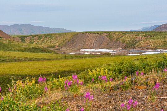 Blooming wildflowers with a backdrop of rolling hills and a distant river. Canada
