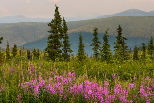 Lush green forest with vibrant pink wildflowers against a backdrop of rolling hills and mountains.  Canada