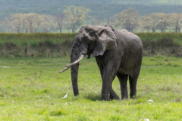 Fototapeta premium Afrikanischer Elefant nach einem Schlammbad im Ngorongoro Krater in Tansania