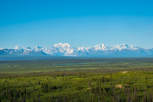 Snow-capped mountains beneath a clear blue sky with a vast green forest in the foreground. South Central Alaska, USA